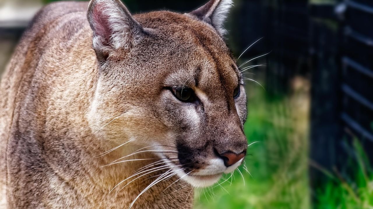 Zodiac Signs That Embody the Silent Power of a Cougar