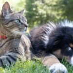 The Truth About Cats and Dogs: Are Cats Really the Better Pets?