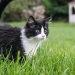 7 Feline Behaviors Often Misinterpreted That Actually Show Contentment