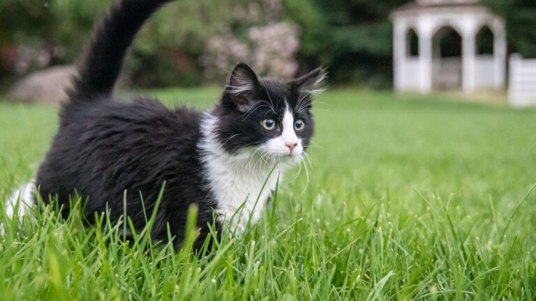 7 Feline Behaviors Often Misinterpreted That Actually Show Contentment