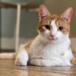 10 Things Cats Wish We Understood About Them