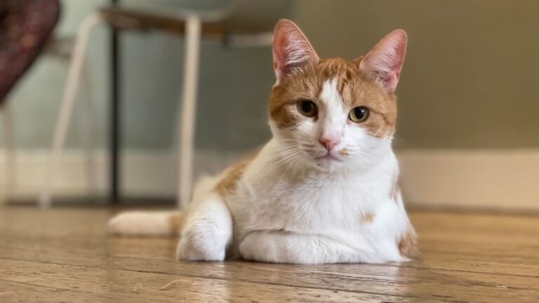 10 Things Cats Wish We Understood About Them