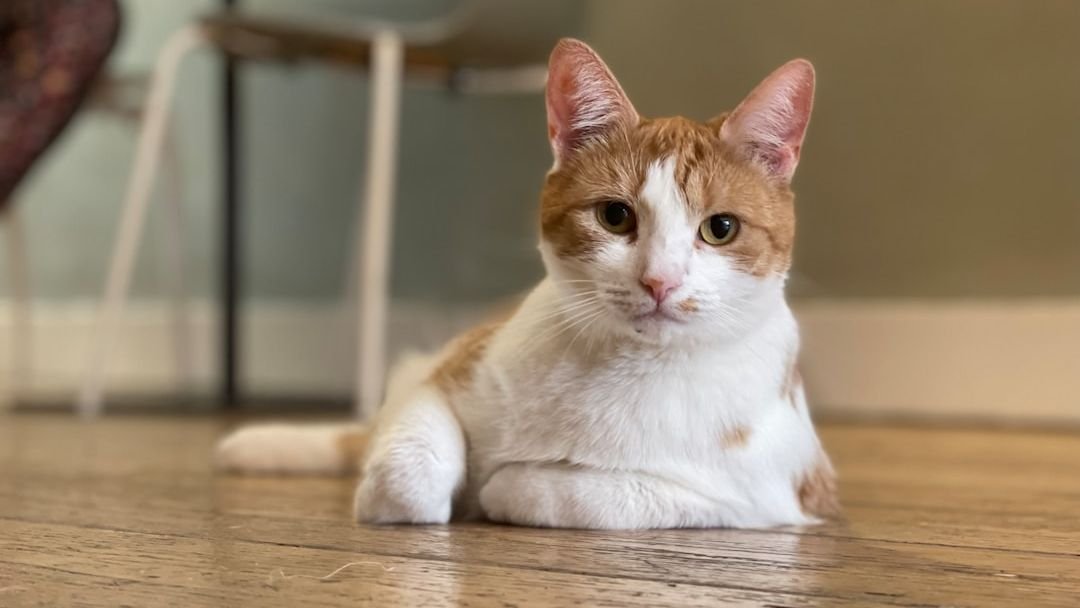 10 Things Cats Wish We Understood About Them