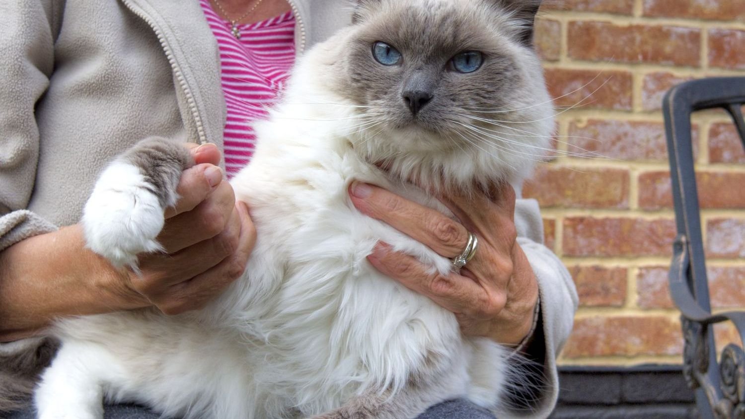 10 Cat Breeds That Would Make Loving Companions For People Over Sixty