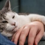 8 Ways Your Cat Says Goodbye Before You Realize It