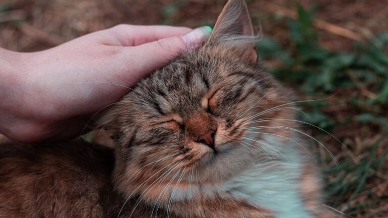 12 Things You Do That Makes Your Cat Happy