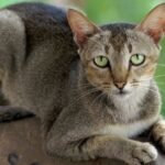 8 Clever Ways Your Cat Communicates Beyond the Meow