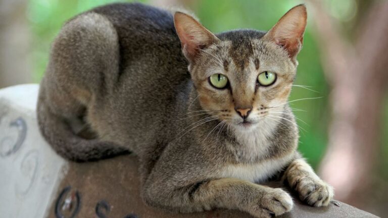 8 Clever Ways Your Cat Communicates Beyond the Meow