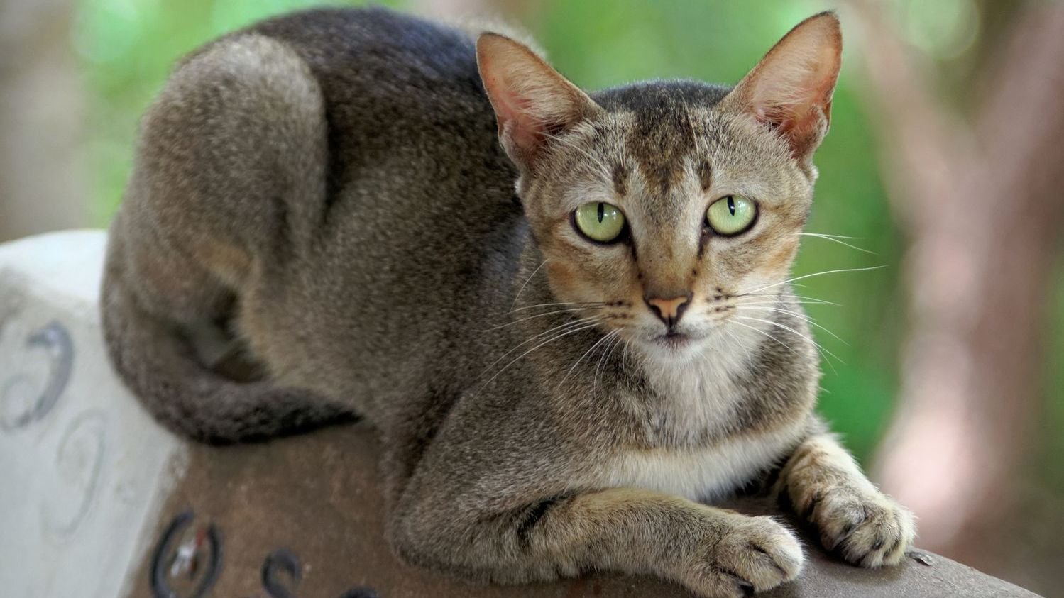 8 Clever Ways Your Cat Communicates Beyond the Meow