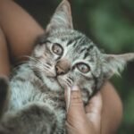 Unmasking the Myth: Do Cats Really Only Love for Food?