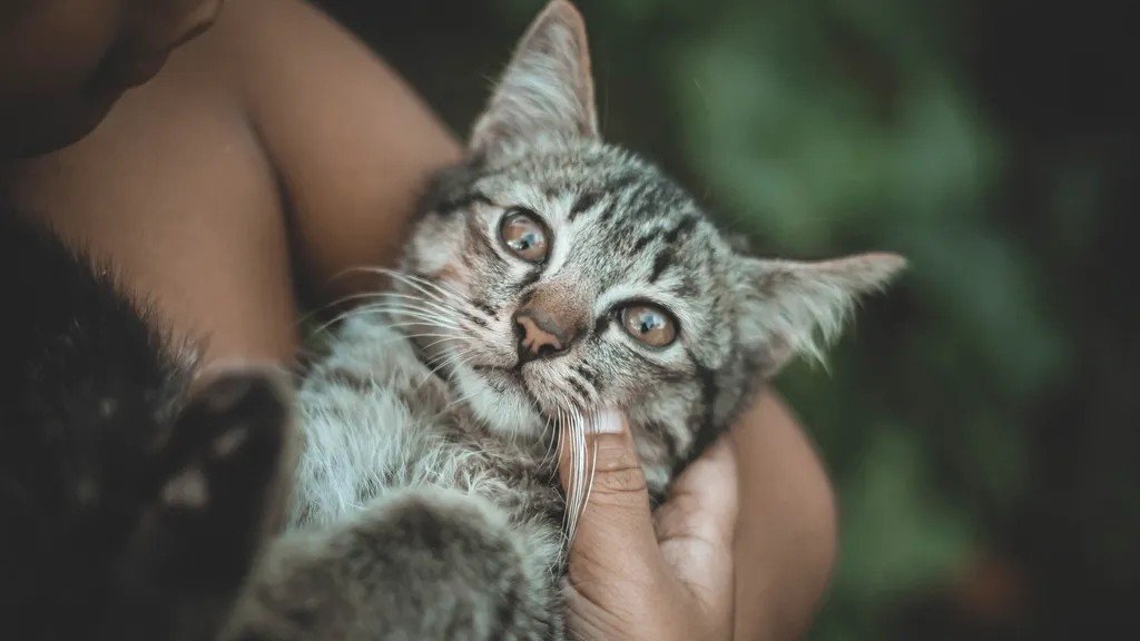 Unmasking the Myth: Do Cats Really Only Love for Food?
