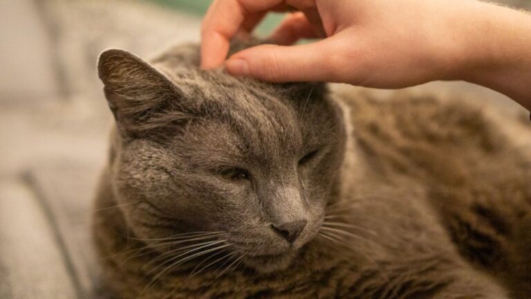 Your Cat's Purr Isn't Just Contentment: It's Communication