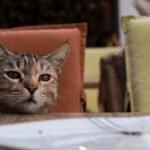 Why Does Your Cat Stare at You While You Eat Dinner?