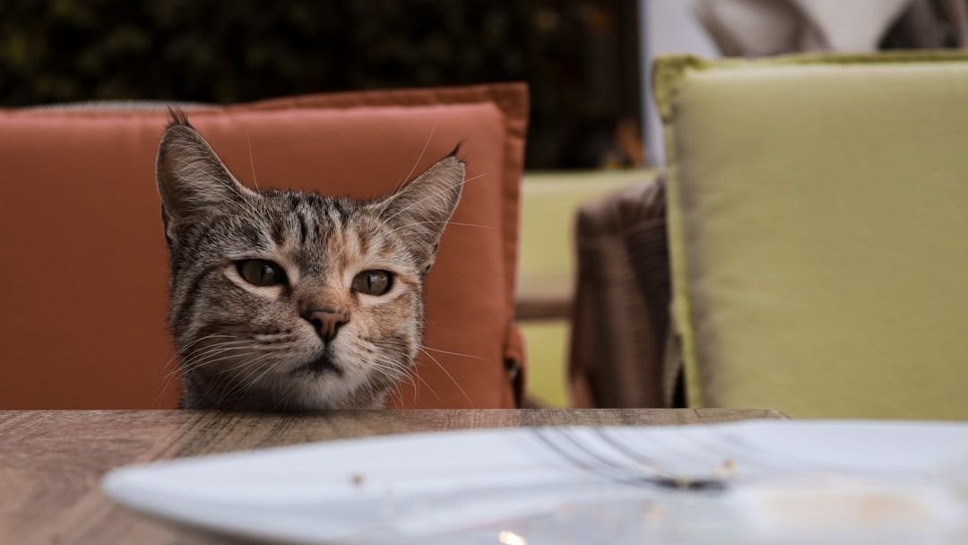 Why Does Your Cat Stare at You While You Eat Dinner?