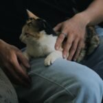 10 Surprising Reasons Your Cat Chooses Your Lap Over the Couch