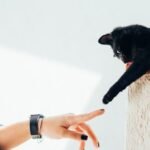 Forget Independence: Your Cat Craves Connection, Not Just Cuddles