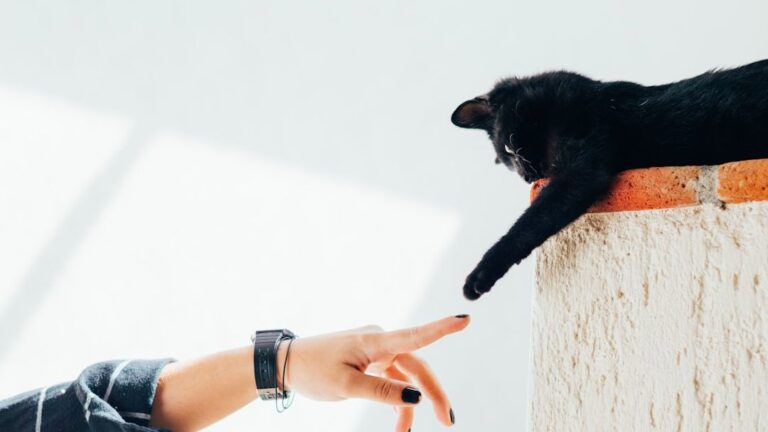 Forget Independence: Your Cat Craves Connection, Not Just Cuddles