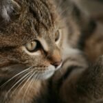 Cats Are Masters of Subtle Gestures: Learn Their Secret Language