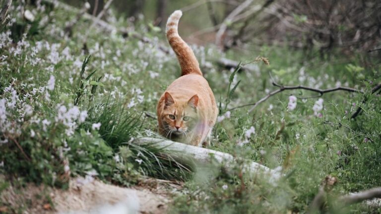 Your Cat's Tail Tells a Story: Understanding Feline Body Language