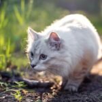 It's Not Just Play: Your Cat's Hunting Instincts Are Highly Refined