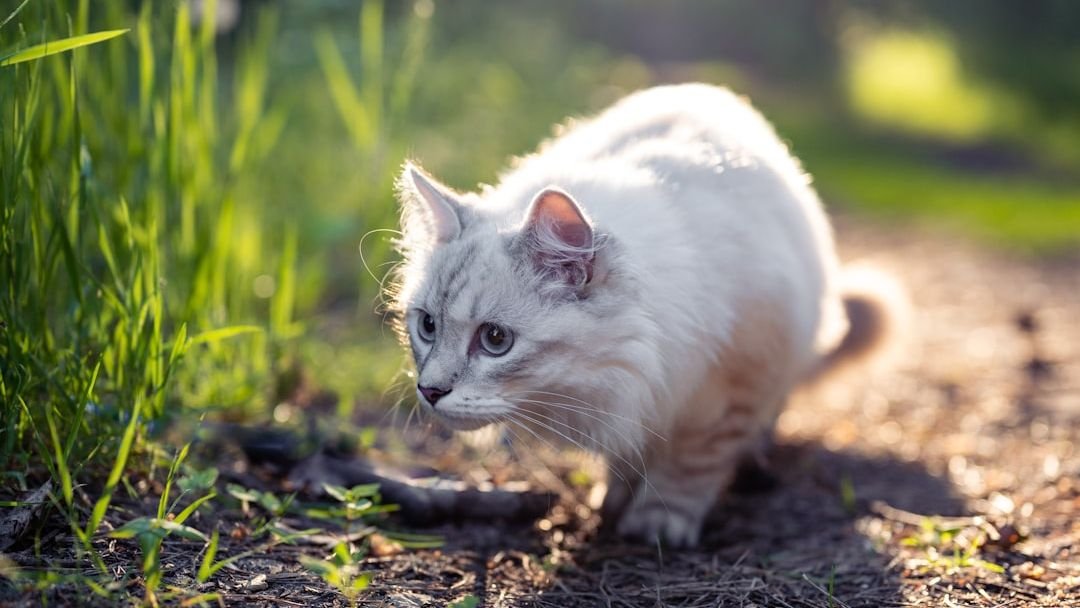 It's Not Just Play: Your Cat's Hunting Instincts Are Highly Refined