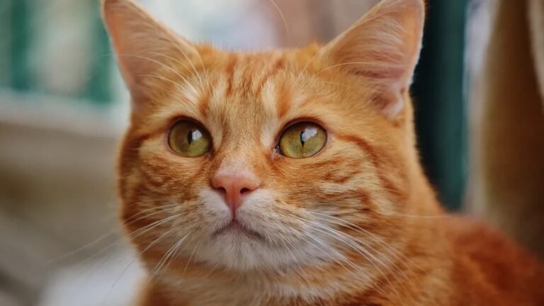 Feline Memory Is Sharper Than You've Been Led to Believe