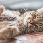 Your Cat's Sleeping Positions Reveal More Than You Think