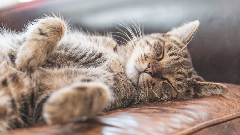 Your Cat's Sleeping Positions Reveal More Than You Think