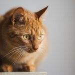 Are You Accidentally Stressing Out Your Cat Without Knowing It?