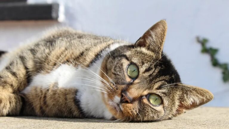 The 'Aloof' Cat Is a Misconception: They Simply Communicate Differently