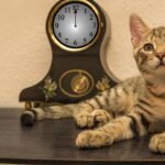 What's the Secret Behind Your Cat's Uncanny Sense of Time?