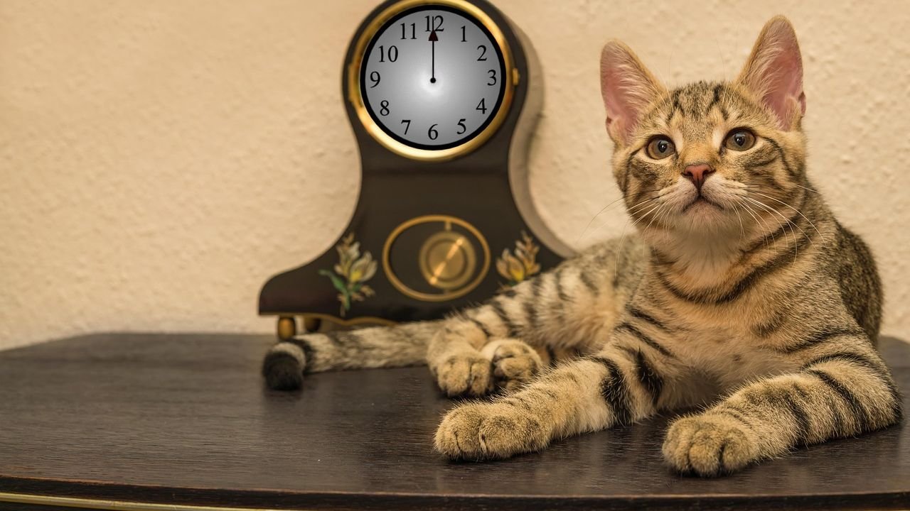 What's the Secret Behind Your Cat's Uncanny Sense of Time?