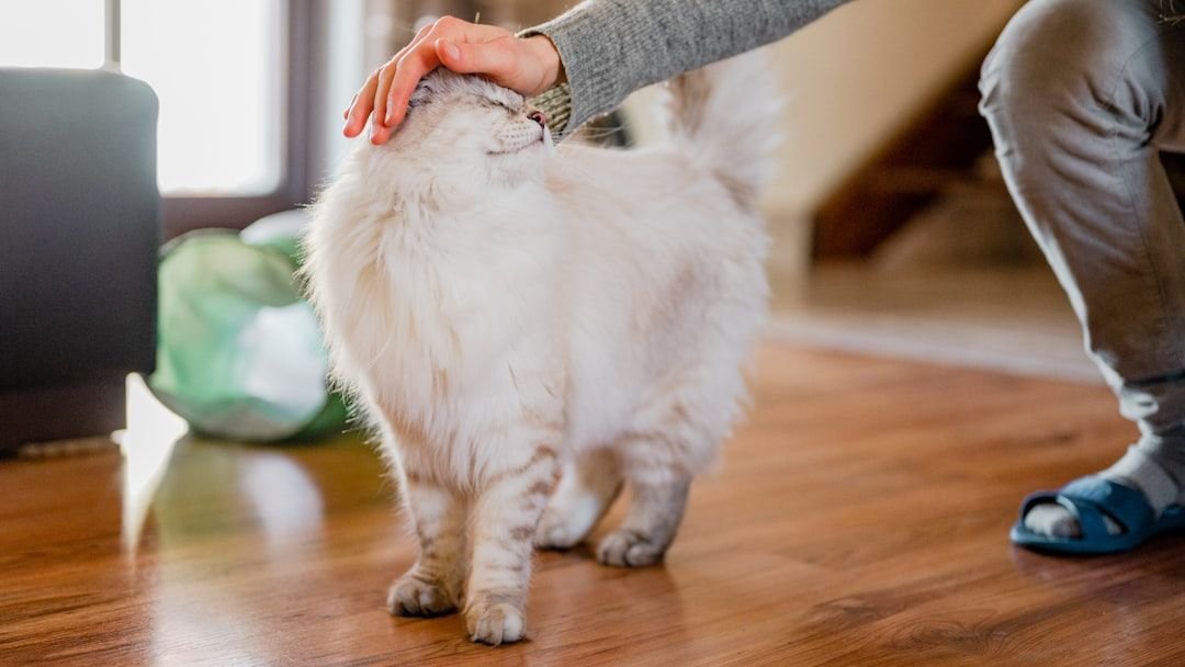 11 Ways Your Cat Shows Affection When You Least Expect It