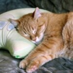 The Curious Case of the Cat Who Chooses Your Pillow Over Their Own Luxury Bed