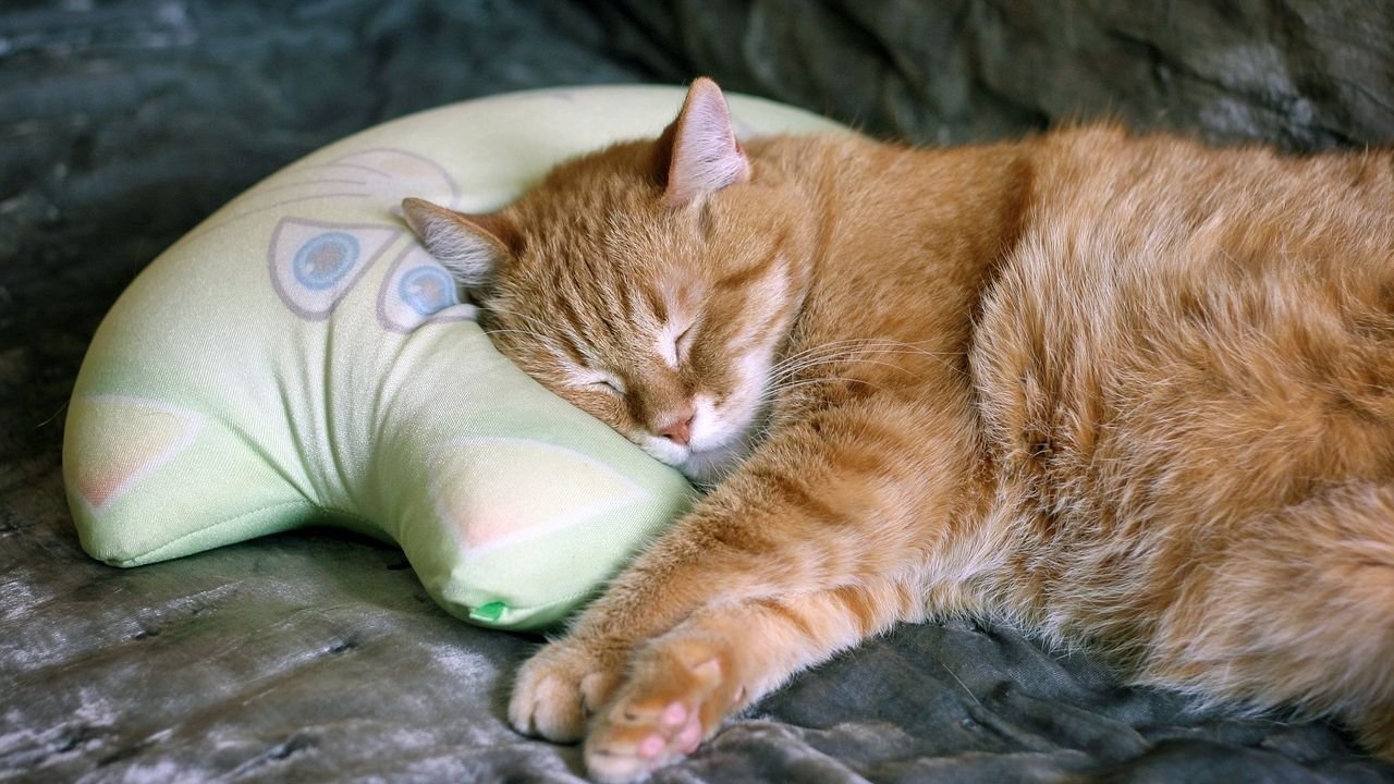 The Curious Case of the Cat Who Chooses Your Pillow Over Their Own Luxury Bed