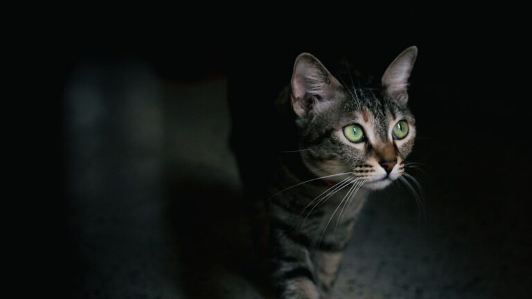 Your Cat's Nightly Patrol Isn't Just for Fun; It's a Deep-Rooted Act of Protection