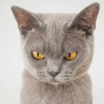 The Truth Behind the 'Grumpy' Cat Face: It's Often a Misunderstood Signal of Comfort