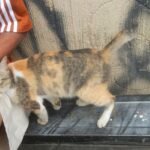 The Myth of the 'Independent' Cat: They Crave Your Attention in These Unexpected Ways