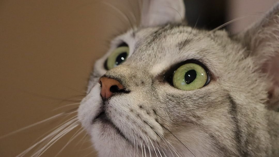 It's Not Just a Stare: What Your Cat's Unblinking Gaze Really Means for Your Bond