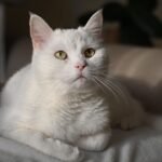 Your Cat's Secret Schedule: The Method Behind Their Seemingly Random Daily Routines