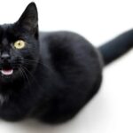 Don't Dismiss the Chirp: 8 Little-Known Meanings Behind Your Cat's Unique Sounds