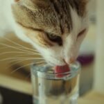 The Curious Case of the Cat Who Only Drinks from Your Glass (and What it Means)