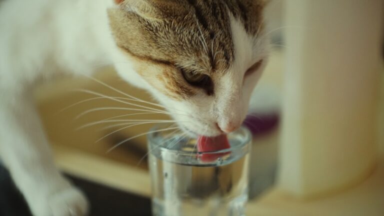 The Curious Case of the Cat Who Only Drinks from Your Glass (and What it Means)
