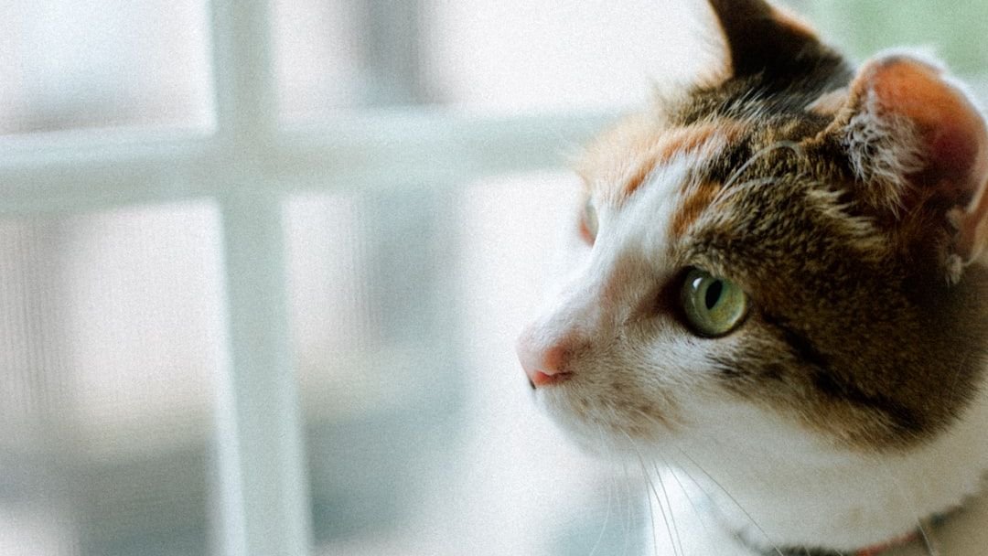 15 Common Cat Behavior Myths You Still Believe (and the Cozy Truths Behind Them)