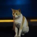 The Unseen Language: How Your Cat Communicates Needs Without a Meow