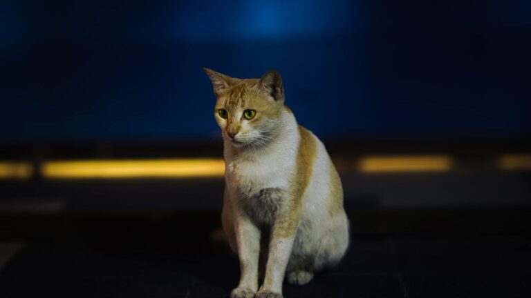 The Unseen Language: How Your Cat Communicates Needs Without a Meow