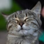 A Cat's Purr Isn't Just Contentment; It's a Complex Signal of Well-Being