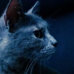 Your Cat's Nightly Habits Are More Than Routine; They're Instinctive Rituals