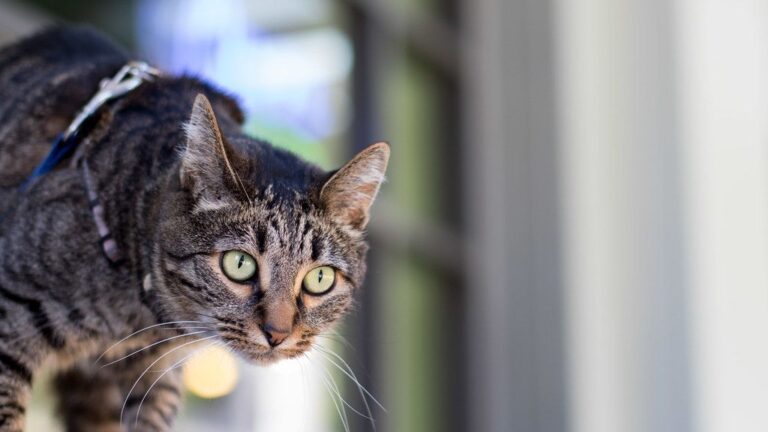 Cats Don't Just Play; Their Pounces Are Ancient Hunting Instincts in Action