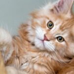 Understanding Your Cat's Stare: It's a Window into Their World